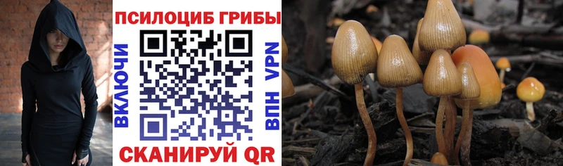 Галлюциногенные грибы Cubensis  купить   Зеленогорск 